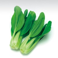 [中寮][水耕]青江菜